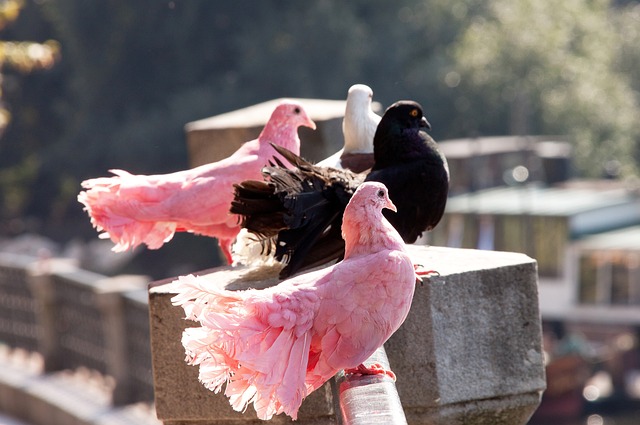 代理主教练 代理主教练